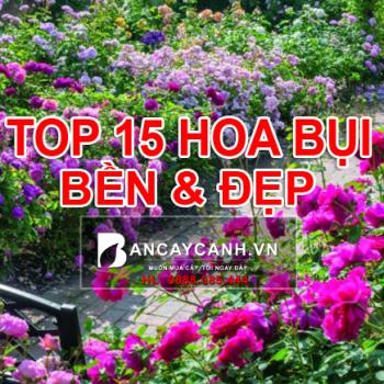 15 loại  hoa bụi bền bỉ, rực rỡ, dể dàng chăm sóc năm 2020 | Bancaycanh.vn
